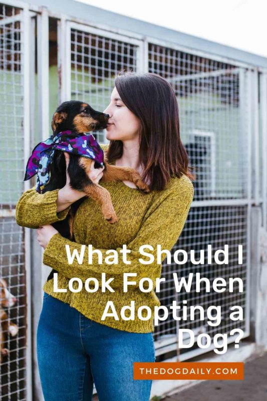 What Should I Look For When Adopting a Dog Adoption thedogdaily