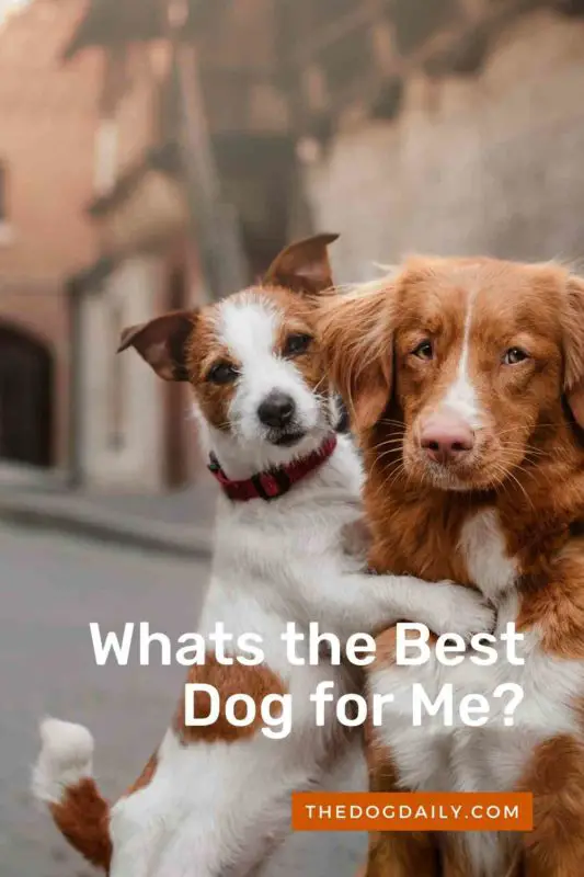 Whats the Best Dog for Me thedogdaily