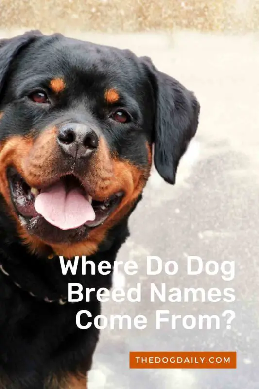 where does the name rottweiler come from