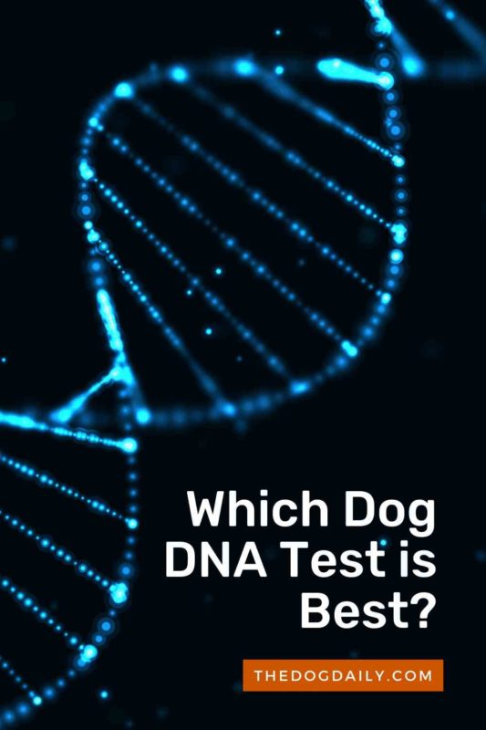 Which Dog DNA Test is Best thedogdaily