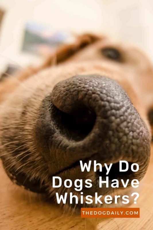 Why Do Dogs Have Whiskers