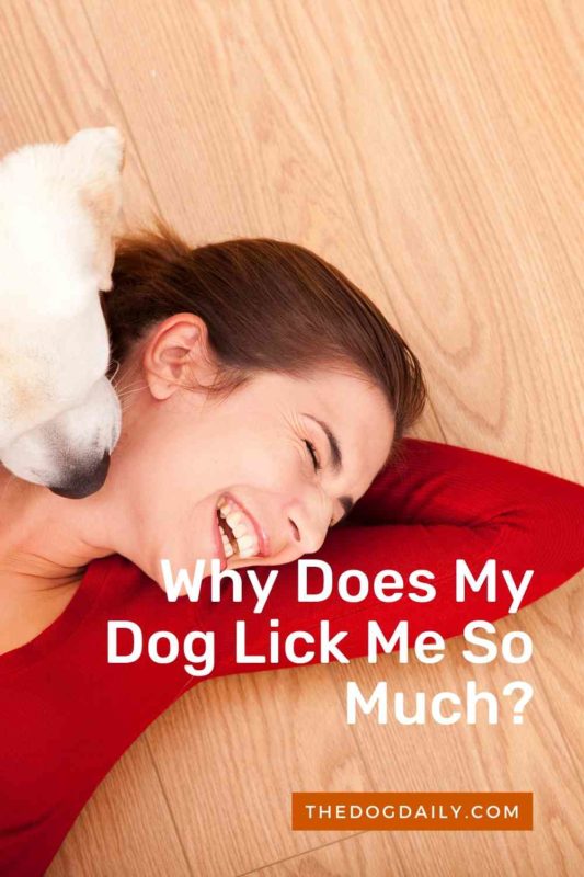 Why Does My Dog Lick Me So Much thedogdaily.com