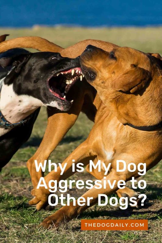 Why is My Dog Aggressive to Other Dogs thedogdaily