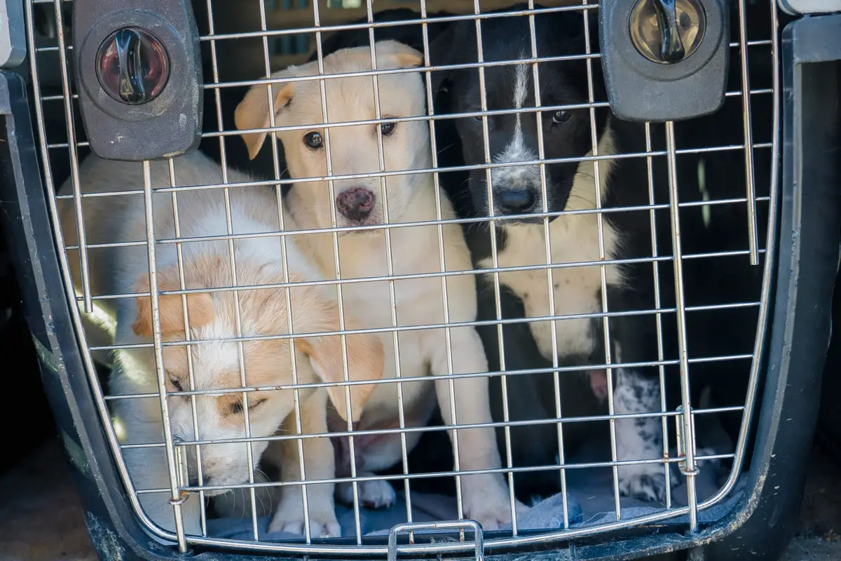 Catahoula pups photo by Nancy Slattery thedogdaily