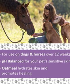 Veterinary Formula Antiparasitic and Antiseborrheic Medicated Shampoo for Dogs 6 thedogdaily.com