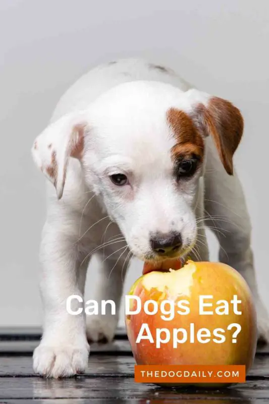 Can Dogs Eat Apples and Are Apples Bad For Dogs?