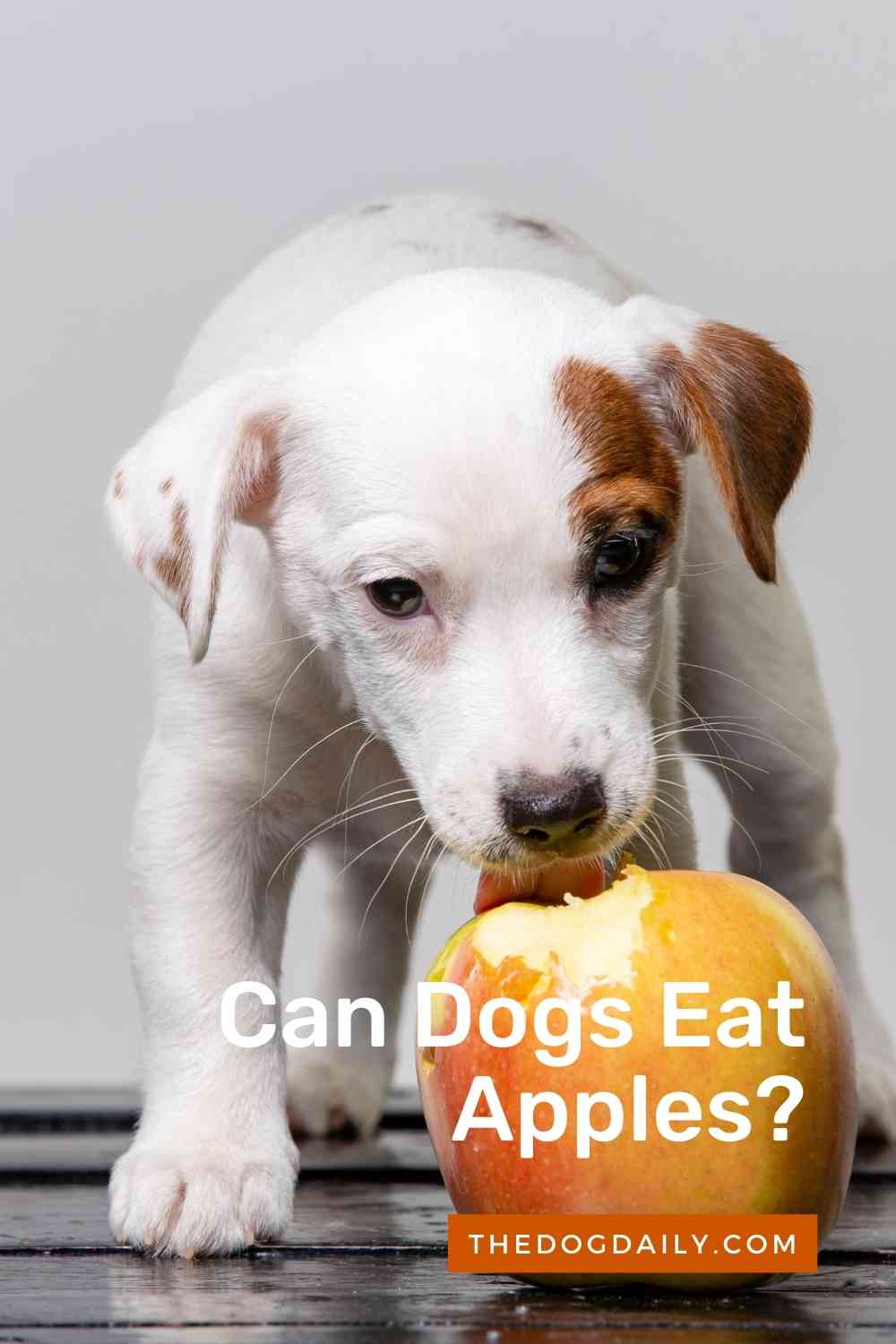 Can Dogs Eat Apples? The Dog Daily