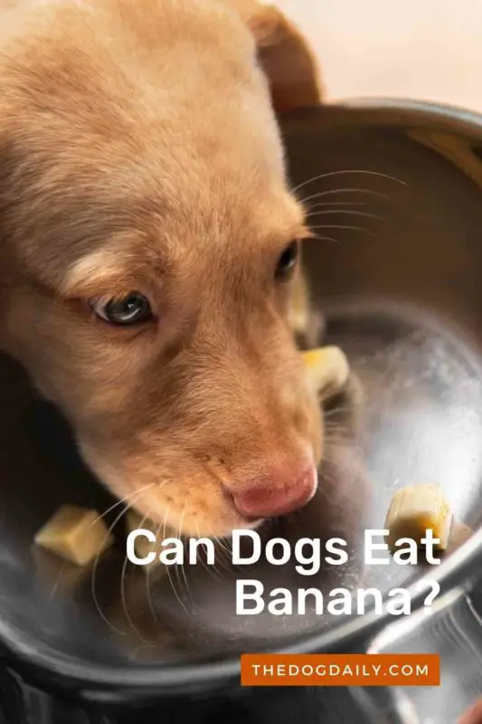 Can Dogs Eat Banana thedogdaily.com