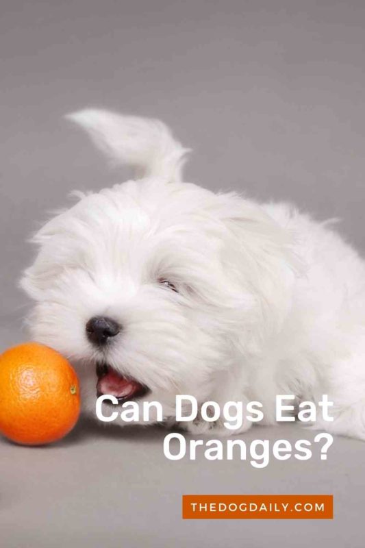 Can Dogs Eat Oranges thedogdaily.com