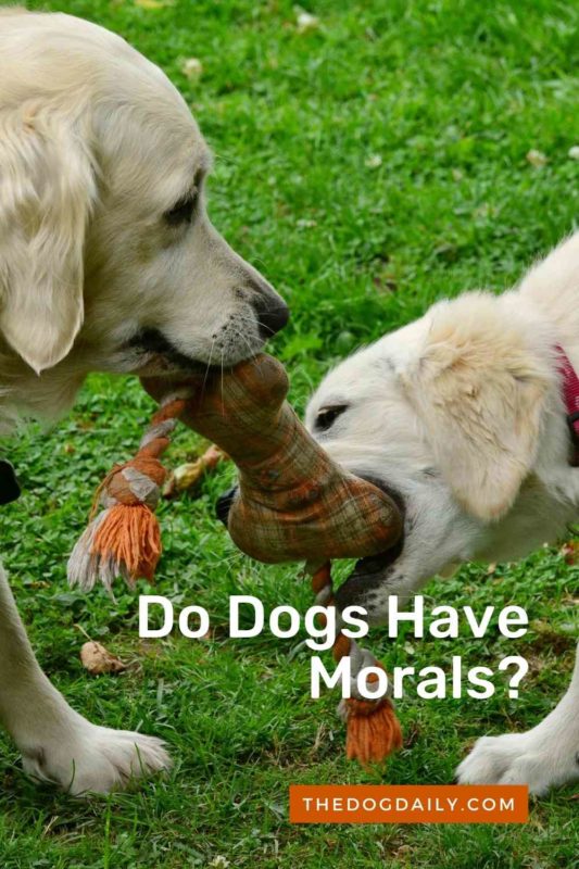 Do Dogs Have Morals thedogdaily.com