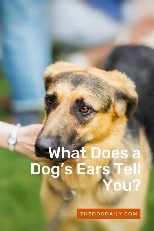 What Does a Dog’s Ears Tell You thedogdaily.com