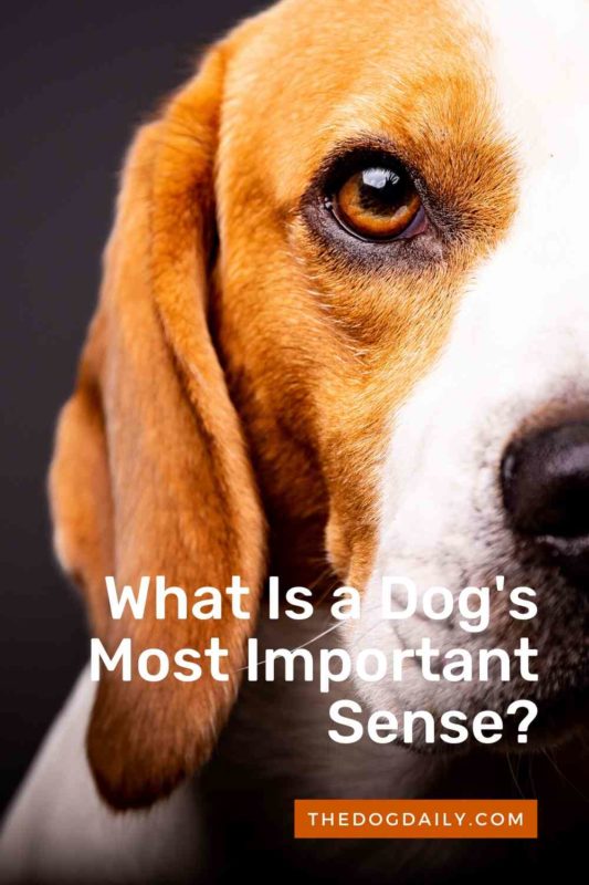What Is a Dog's Most Important Sense thedogdaily.com