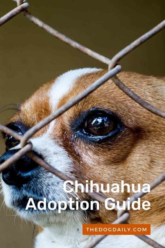 Chihuahua Adoption Guide thedogdaily.com