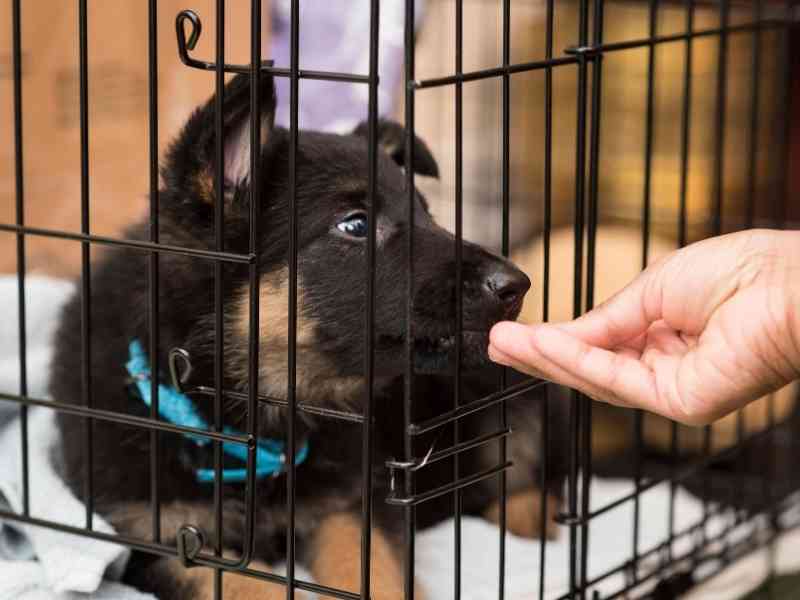 your-guide-to-the-best-way-of-crate-training-a-puppy