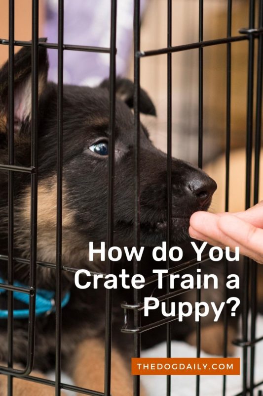 How do You Crate Train a Puppy thedogdaily.com