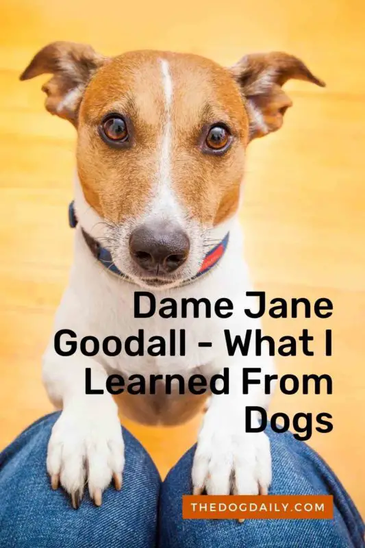 Jane Goodall thedogdaily.com