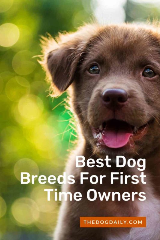 Best Dog Breeds For First Time Owners thedogdaily.com
