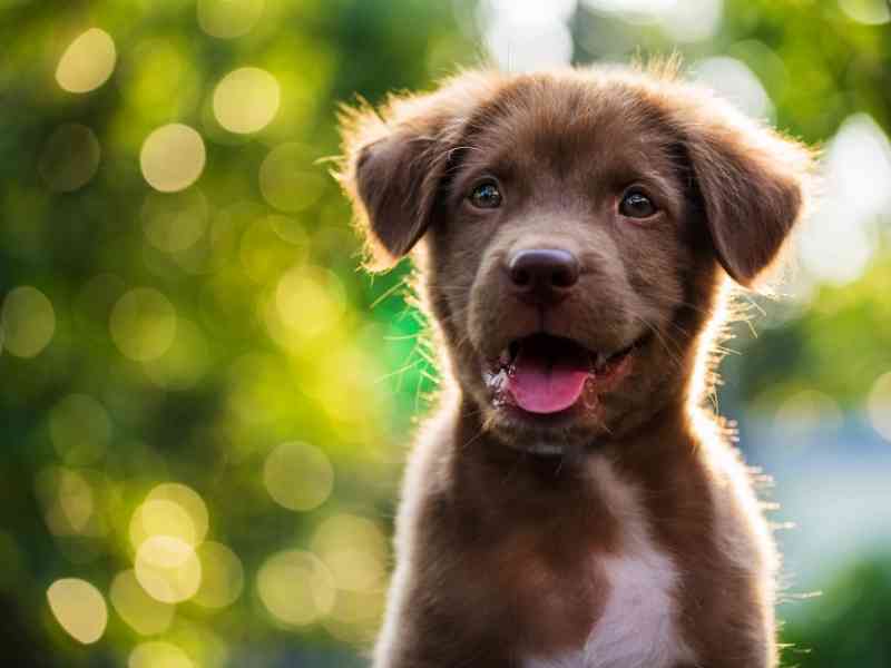 Top 5 Puppy Breeds For First-Time Dog Parents - The Dog Daily