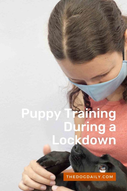 Puppy Training During Lockdown thedogdaily.com