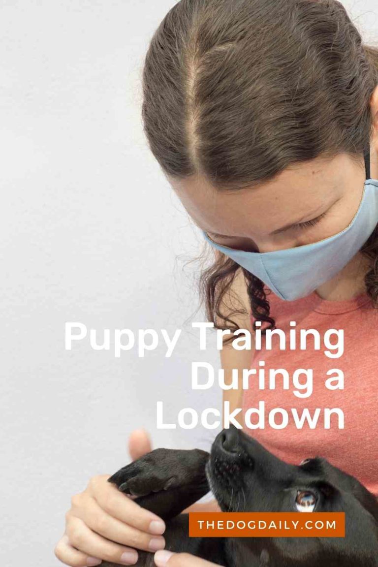 How To Train a New Puppy During Lockdown The Dog Daily