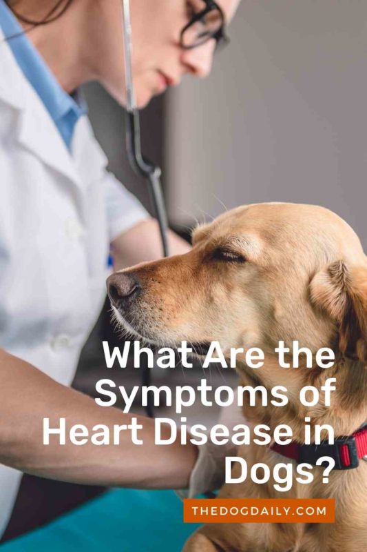 What Are the Symptoms of Heart Disease in Dogs thedogdaily.com