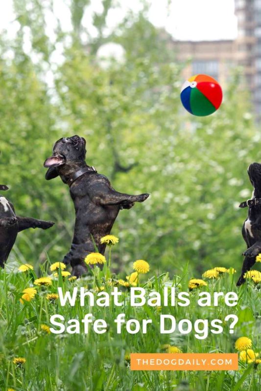 are balls bad for dogs