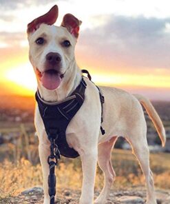 Rabbitgoo No-Pull Dog Harness 3 thedogdaily.com