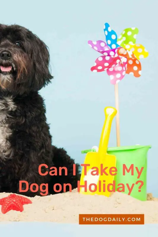 Can I Take My Dog on Holiday1 thedogdaily.com