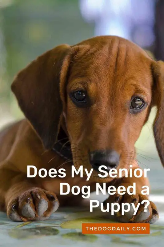 Does My Senior Dog Need a Puppy thedogdaily.com