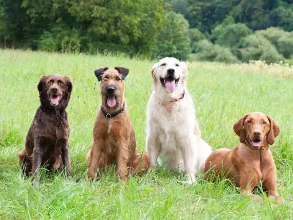 The Dog Daily Guide to your dogs health adoption grooming food The Dog Daily Guide to your dogs health adoption grooming food