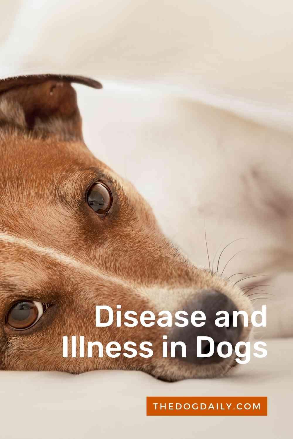 Guide To Disease and Illness in Dogs The Dog Daily