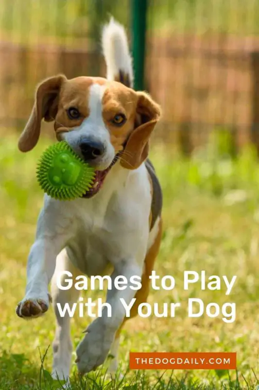 Games to Play with Your Dog thedogdaily.com