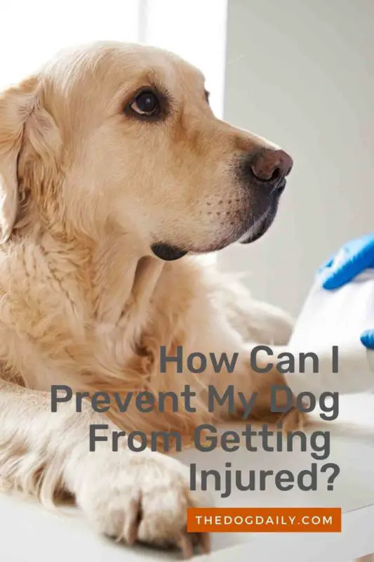 How Can I Prevent My Dog Getting Injured thedogdaily.com