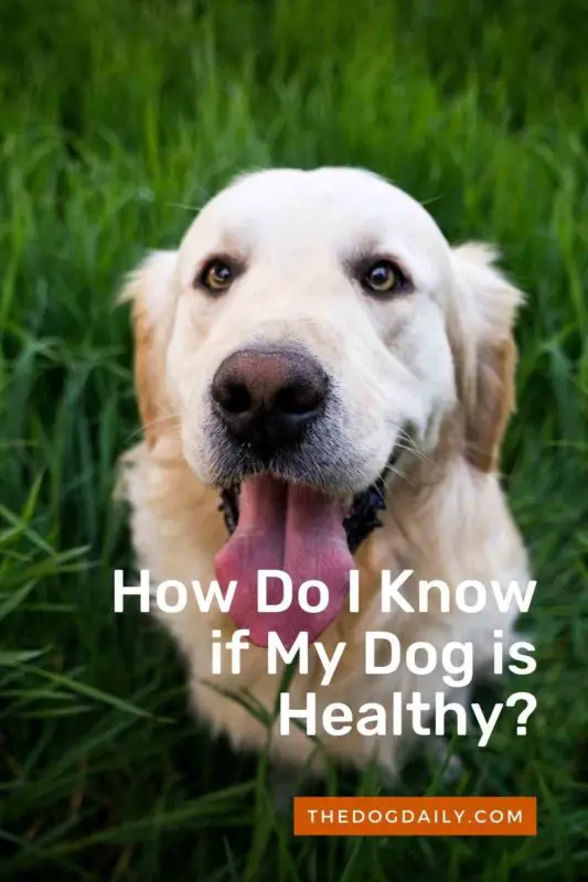 how do i know if my dog is healthy