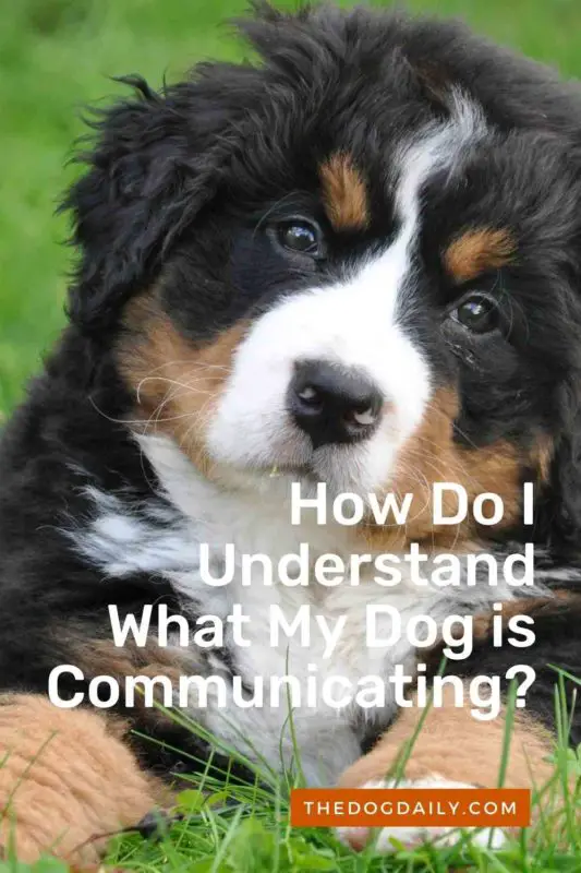 How Do I Understand What My Dog is Communicating thedogdaily.com