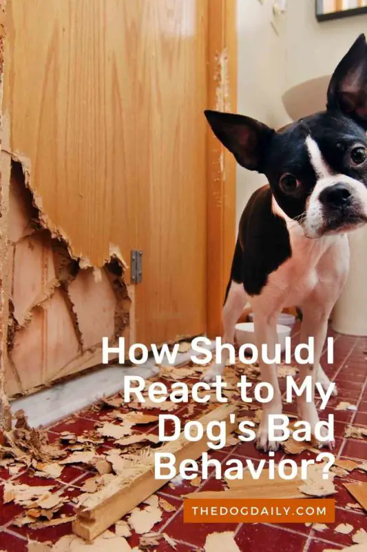 Behavior Problems - The Dog Daily