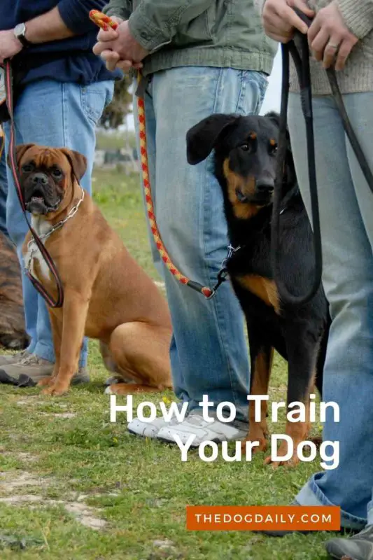 How to Train Your Dog thedogdaily.com