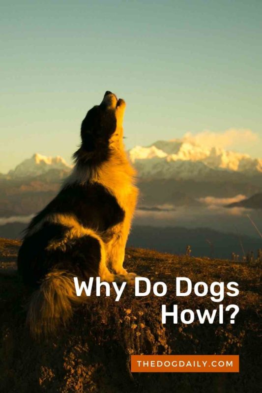 Why Do Dogs Howl thedogdaily.com
