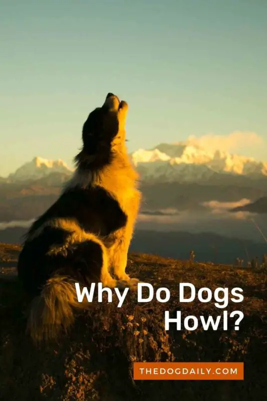 what does dog howling mean