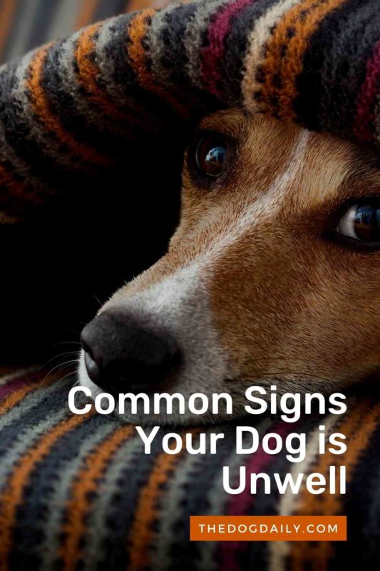 Common Signs Your Dog is Unwell thedogdaily.com