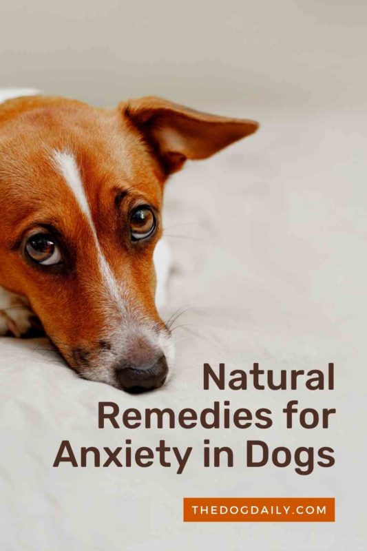 Natural Remedies for Anxiety in Dogs thedogdaily.com
