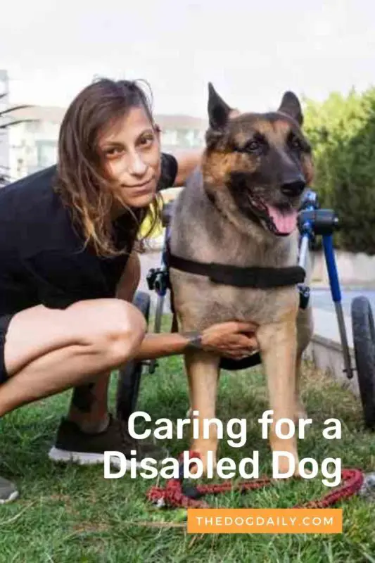 Caring for a Disabled Dog thedogdaily.com