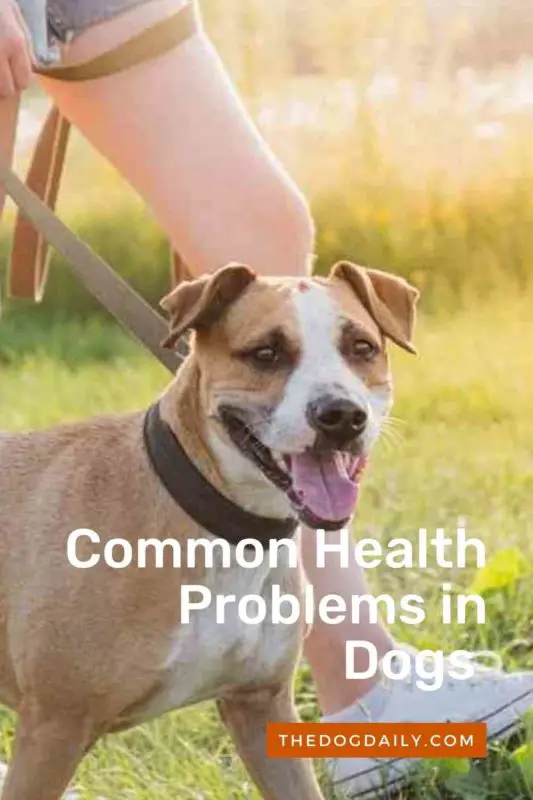 Common Health Problems in Dogs thedogdaily.com