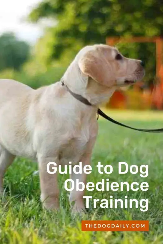 Guide to Dog Obedience Training thedogdaily.com