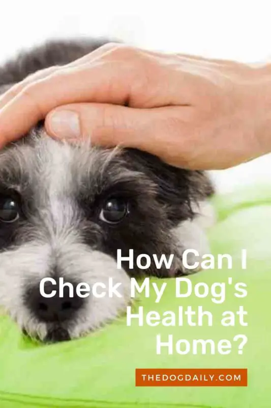 How Can I Check My Dog's Health at Home thedogdaily.com