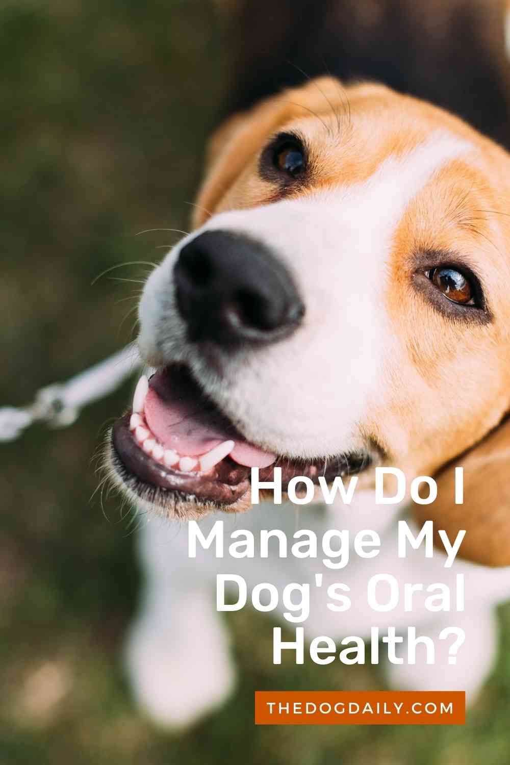 Oral Health The Dog Daily