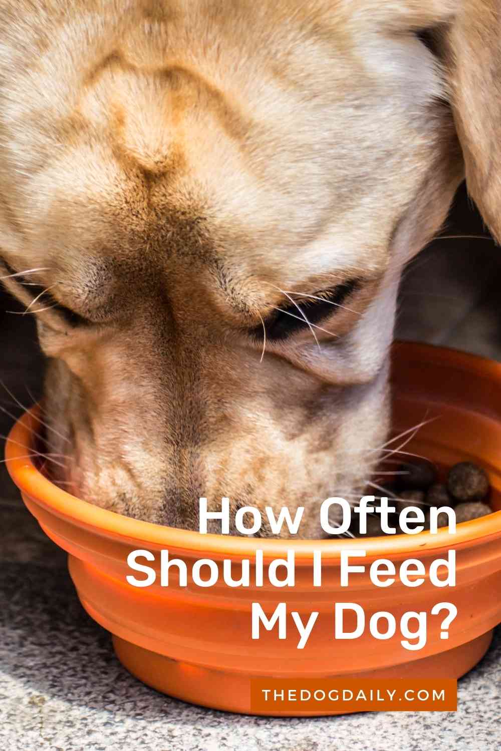 Feeding Your Dog – The Dog Daily