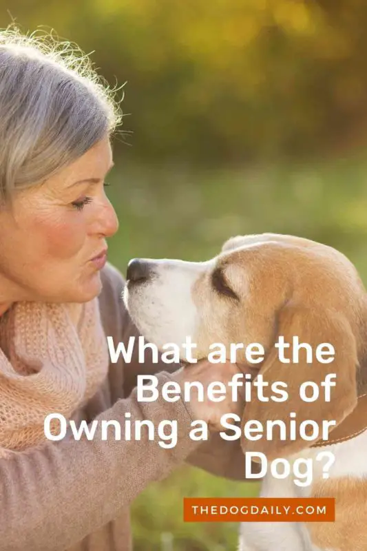 What are the Benefits of Owning a Senior Dog thedogdaily.com
