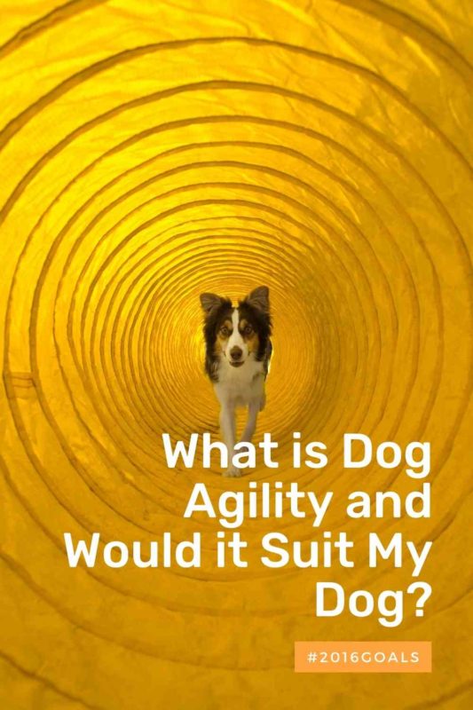 What is Dog Agility and Would it Suit My Dog thedogdaily.com
