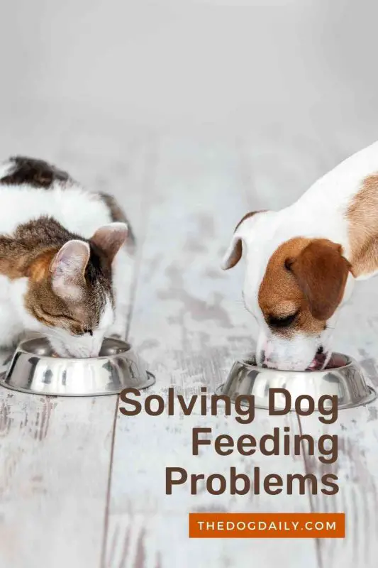 Dog Feeding Problems thedogdaily.com